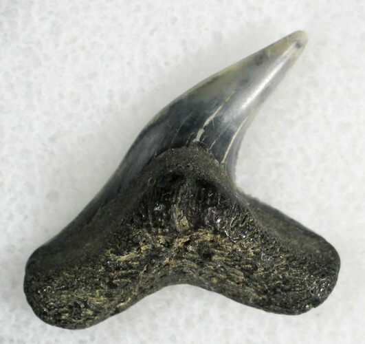 Fossil Tiger Shark Tooth - Virginia #28221